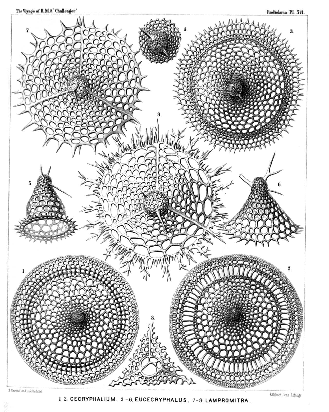 Plate 58.