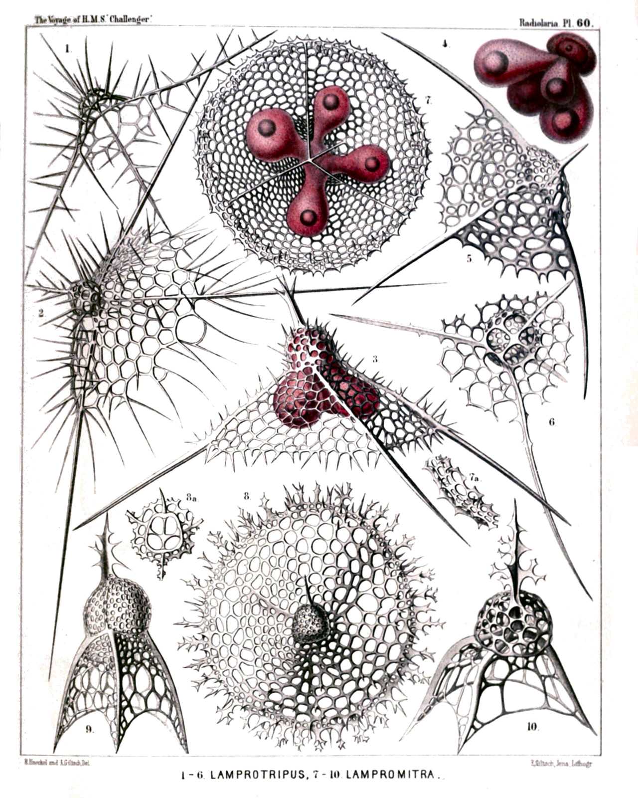 Plate 60.