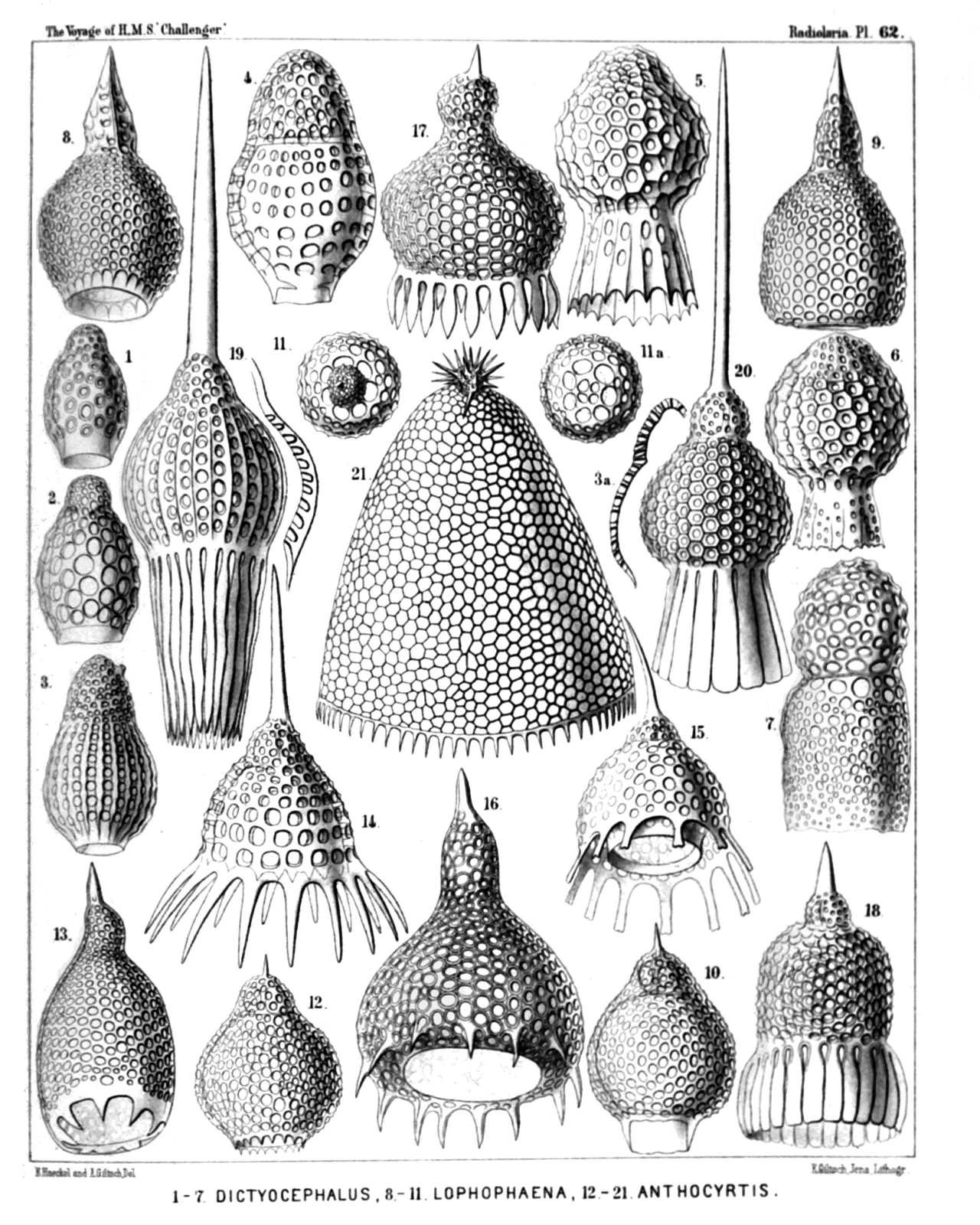 Plate 62.