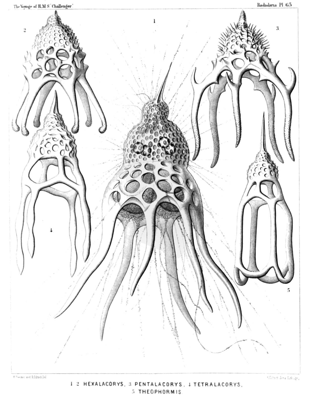 Plate 65.