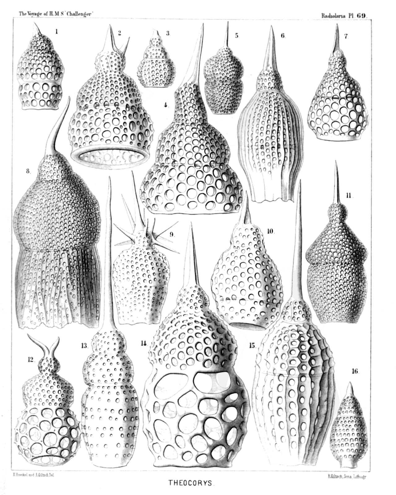 Plate 69.