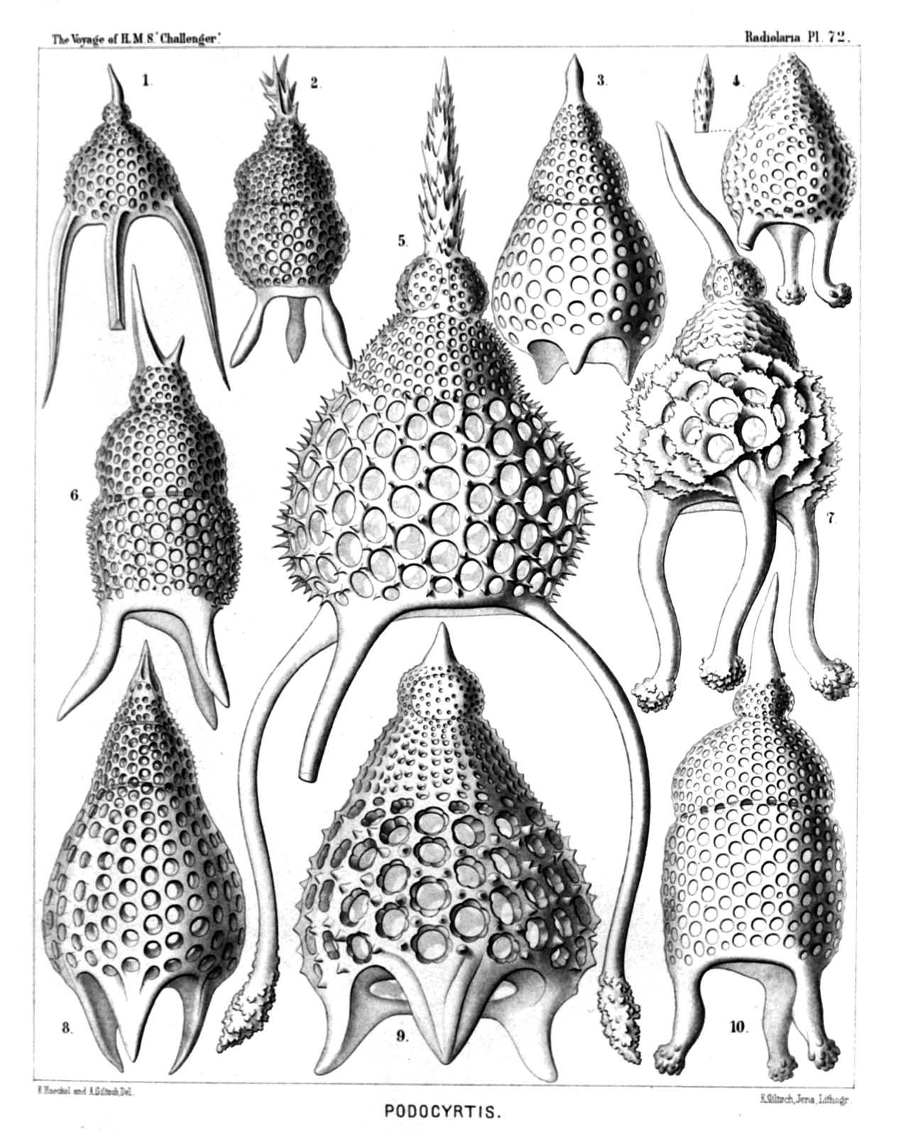Plate 72.
