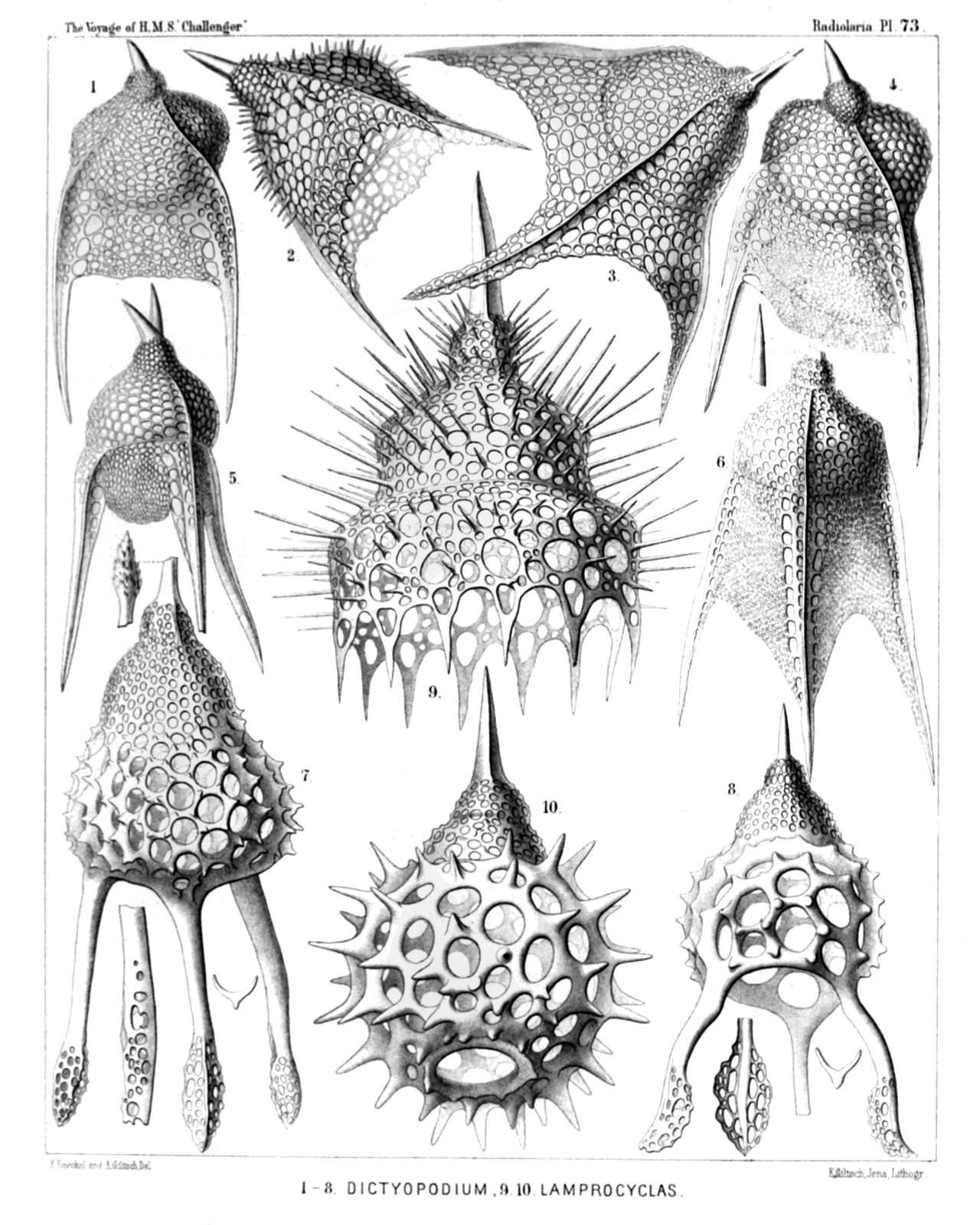 Plate 73.