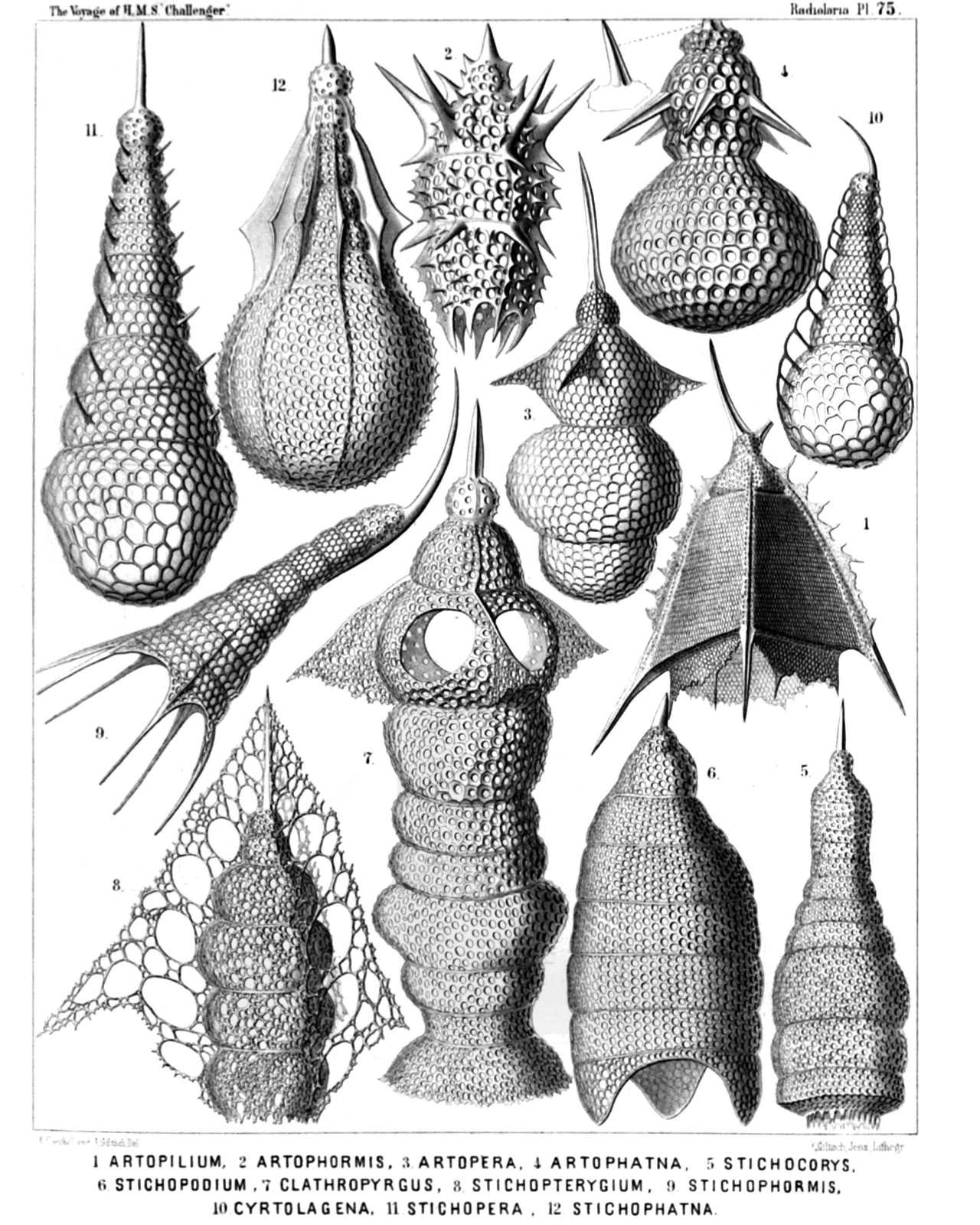 Plate 75.