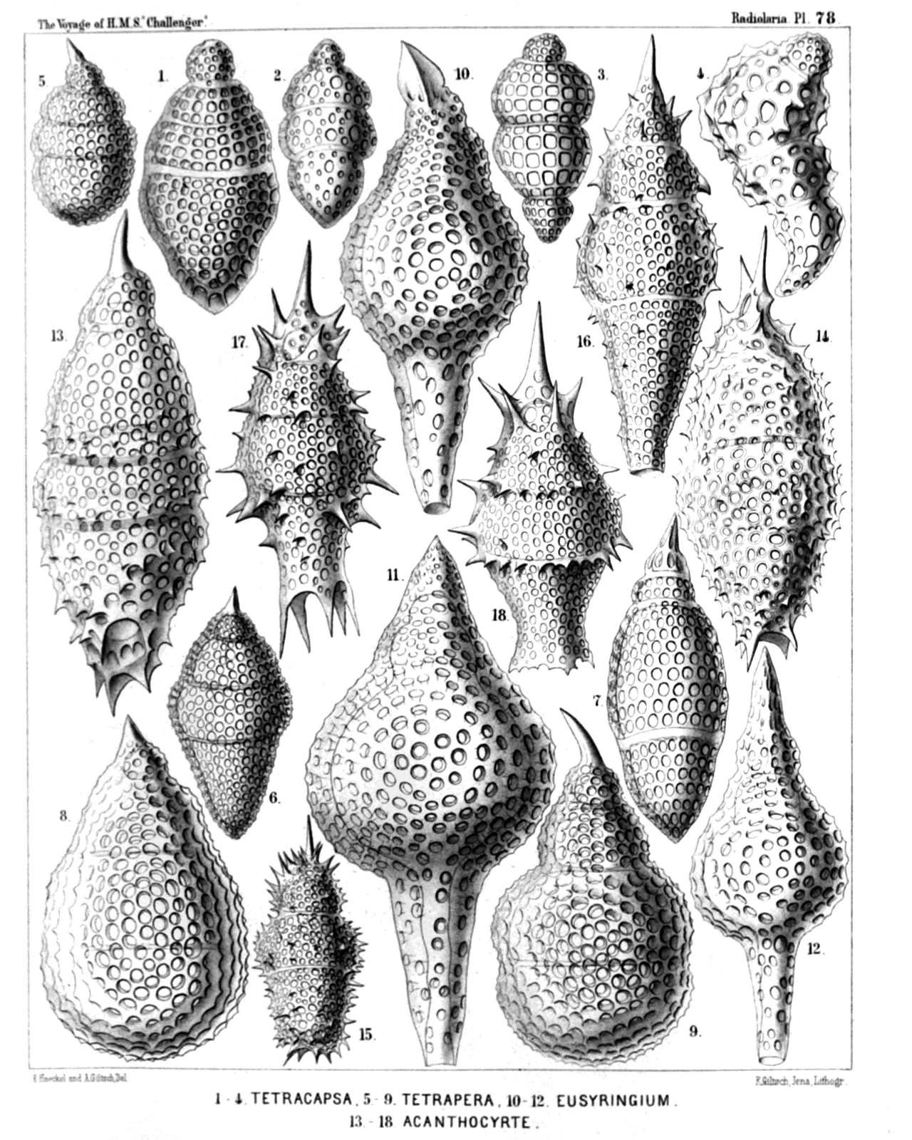 Plate 78.