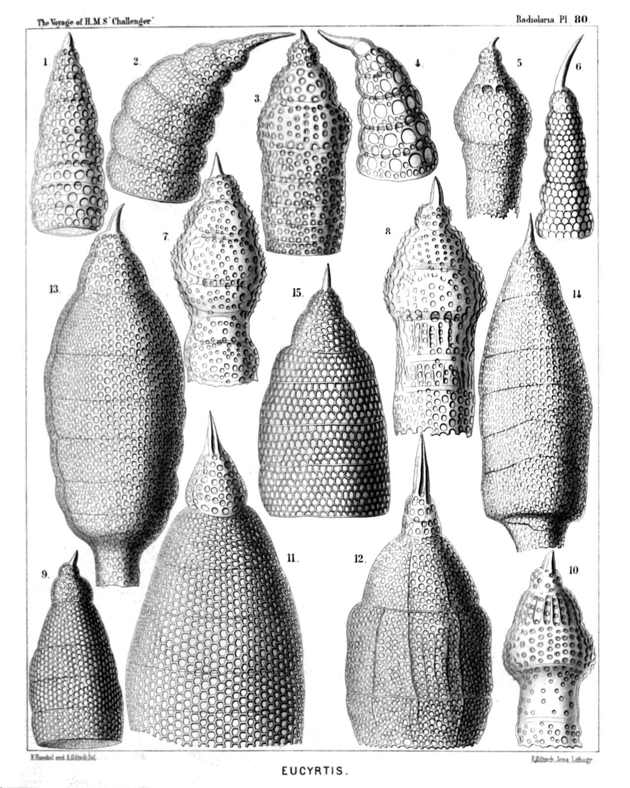 Plate 80.