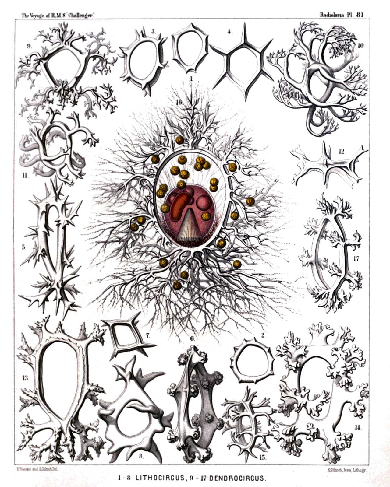 Plate 81.