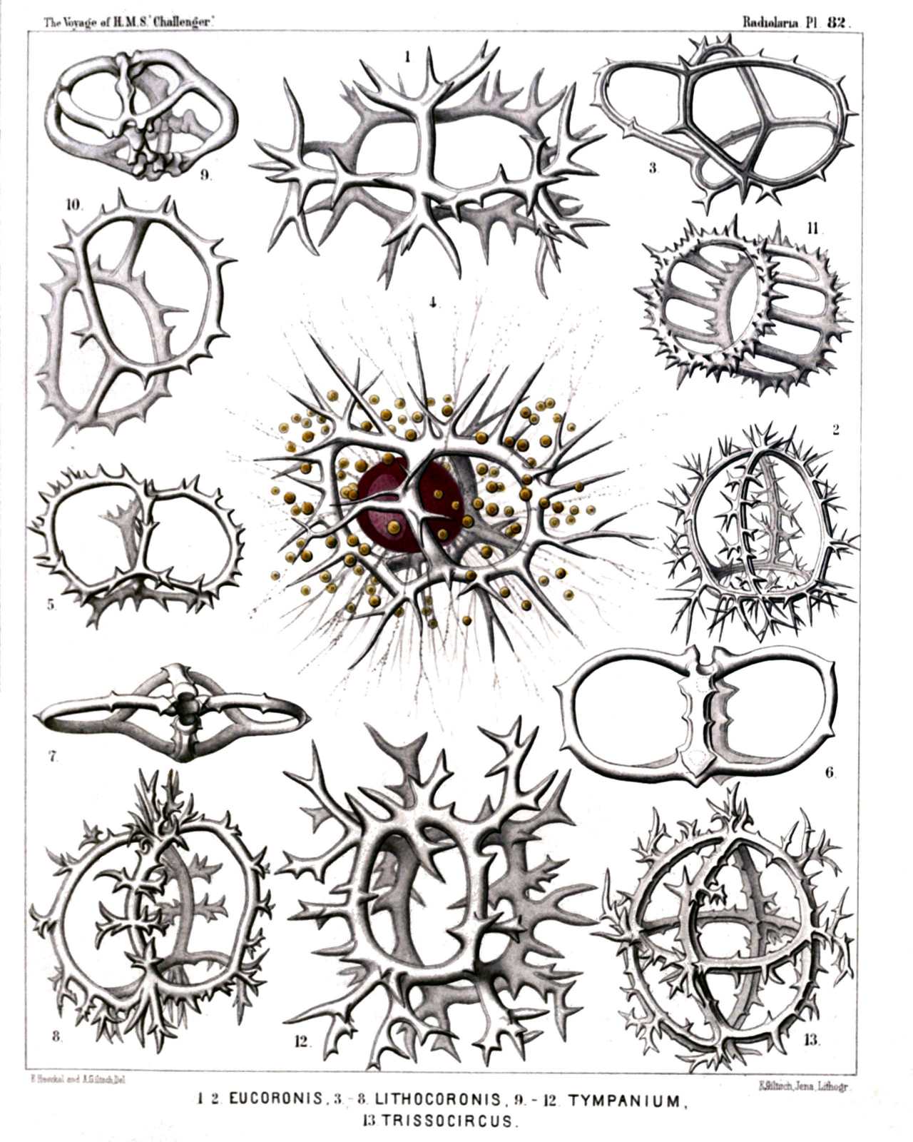 Plate 82.