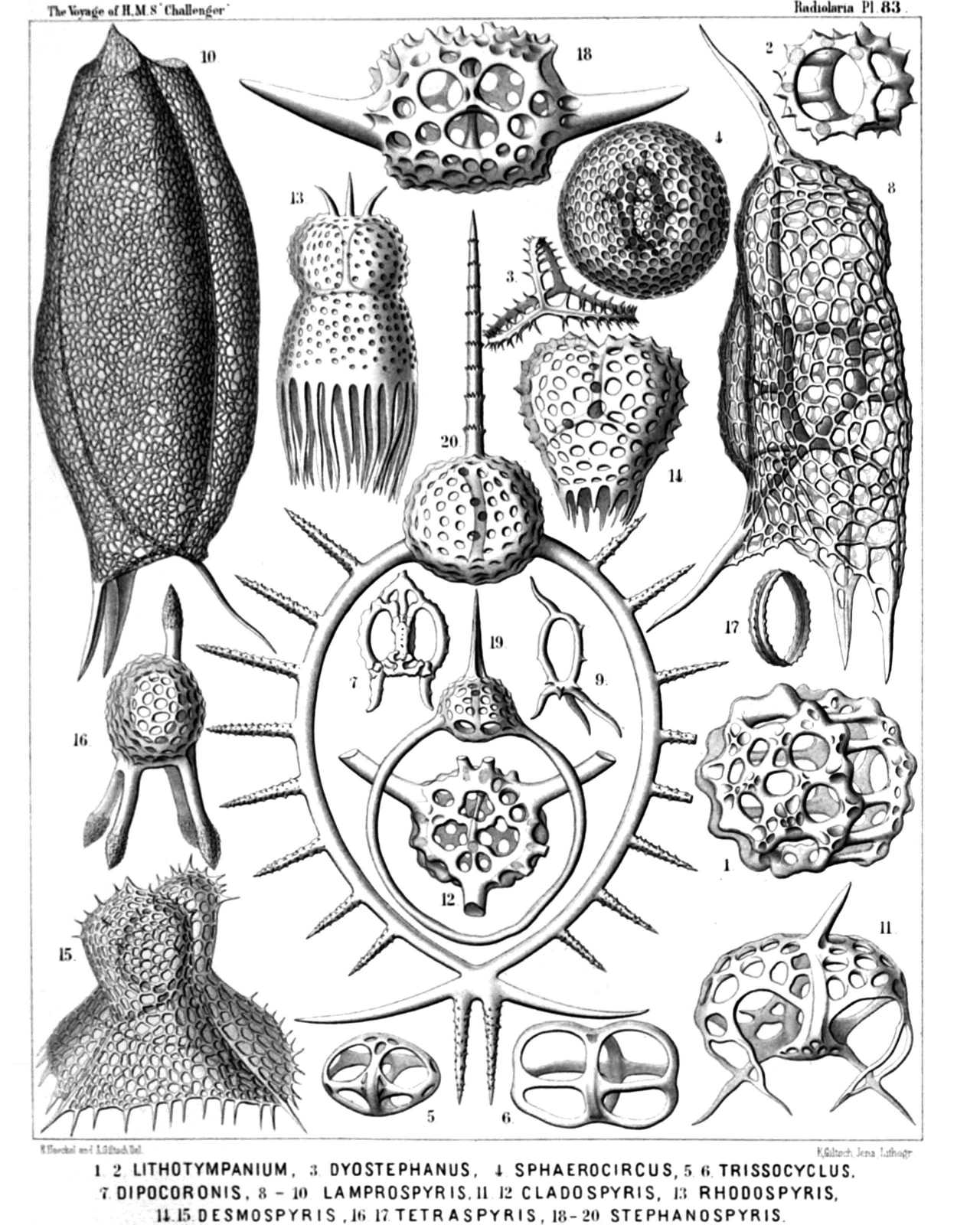 Plate 83.