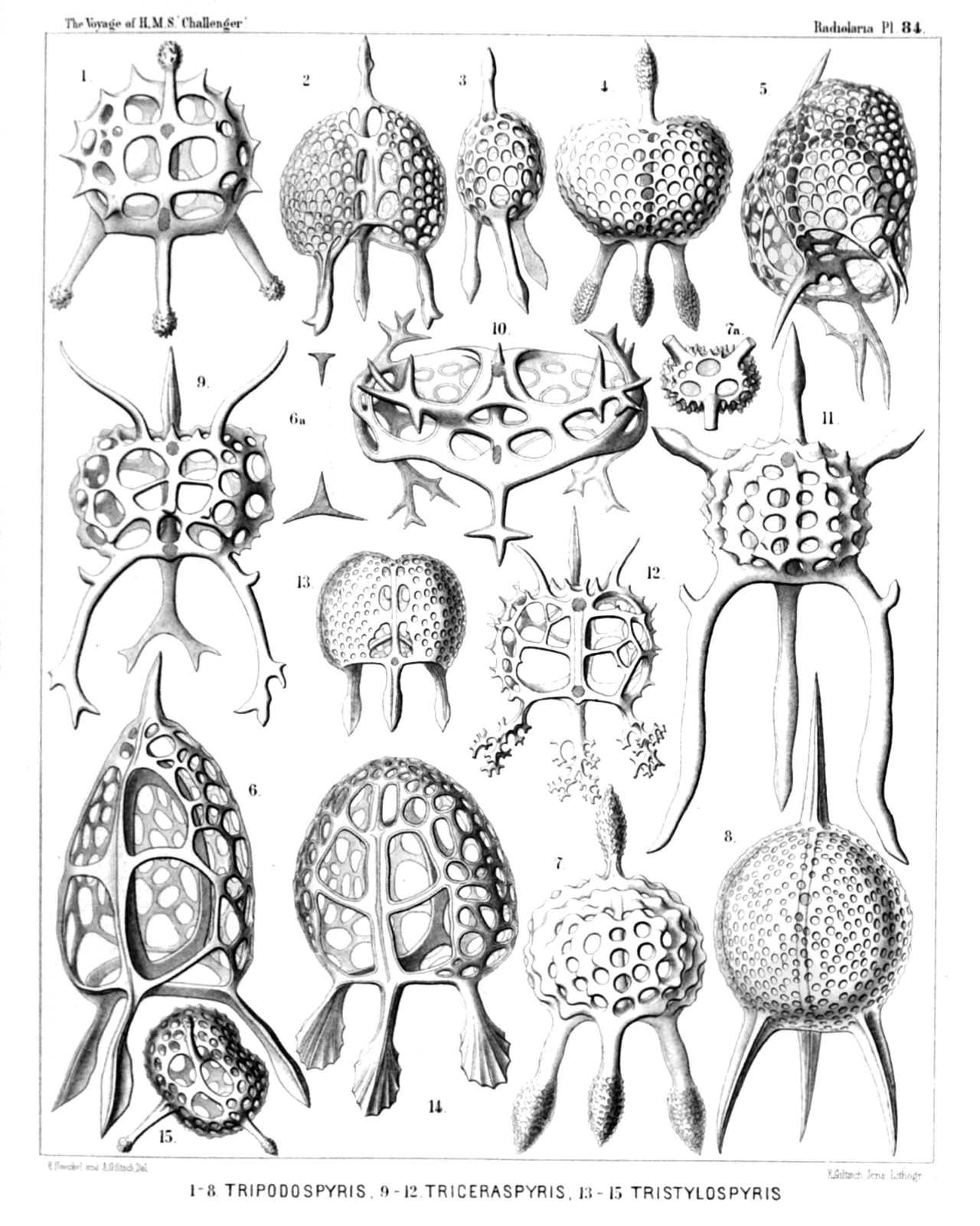 Plate 84.