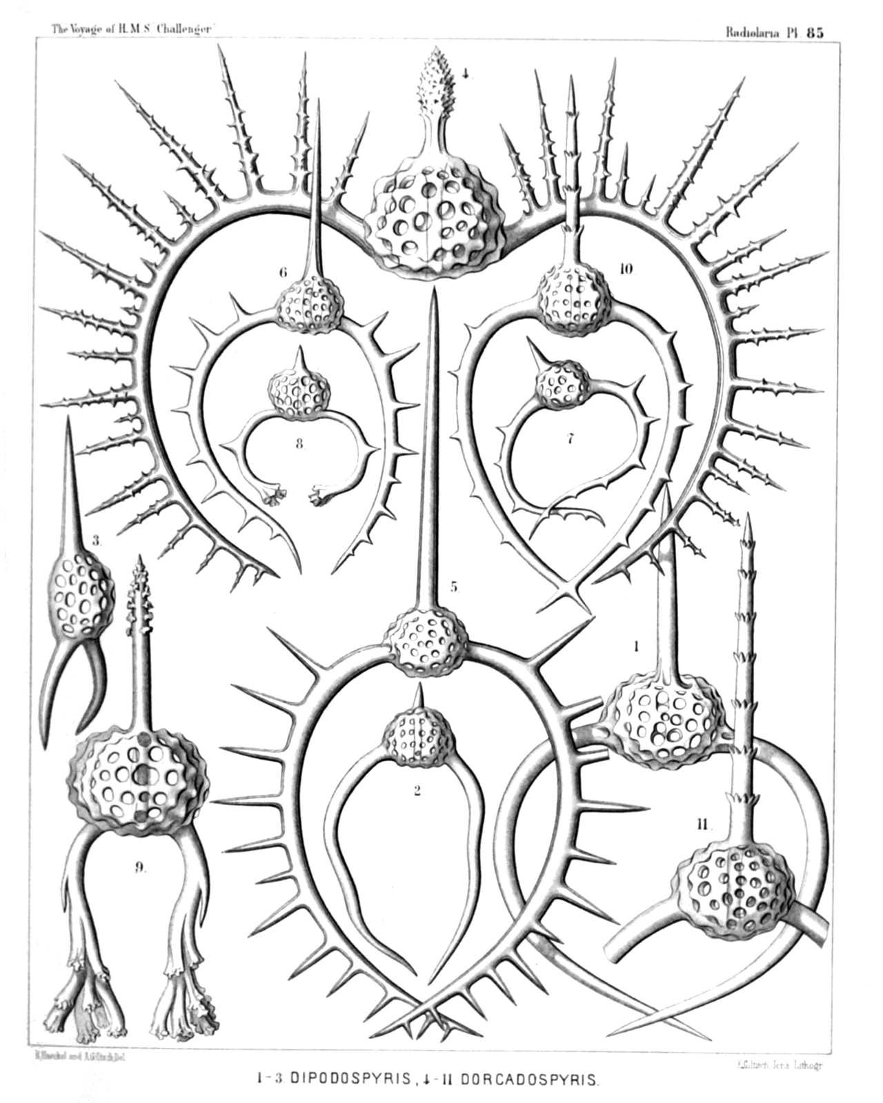 Plate 85.