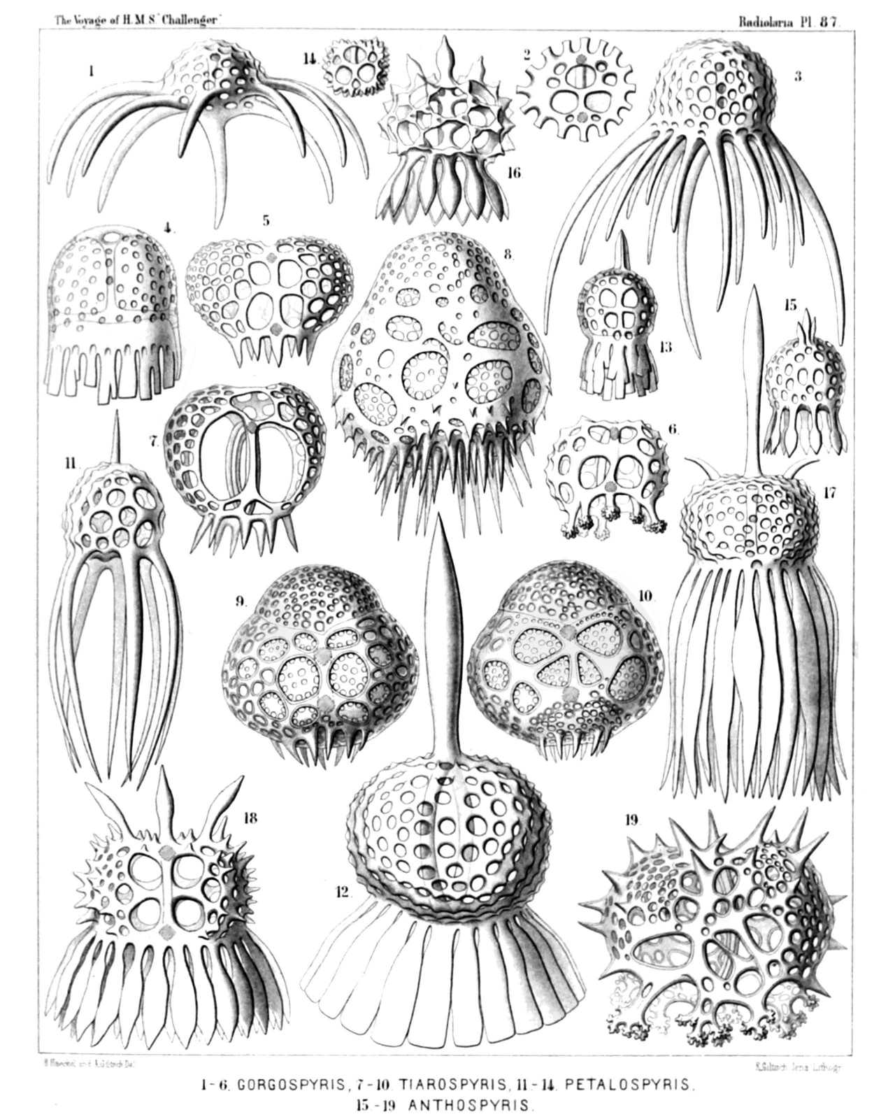 Plate 87.