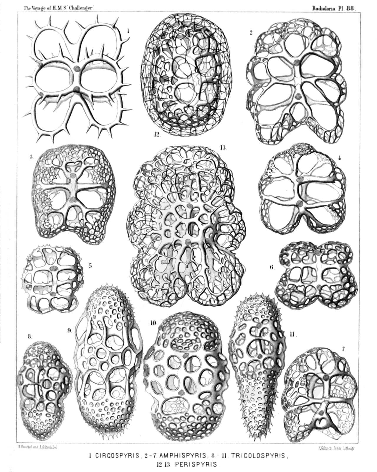 Plate 88.