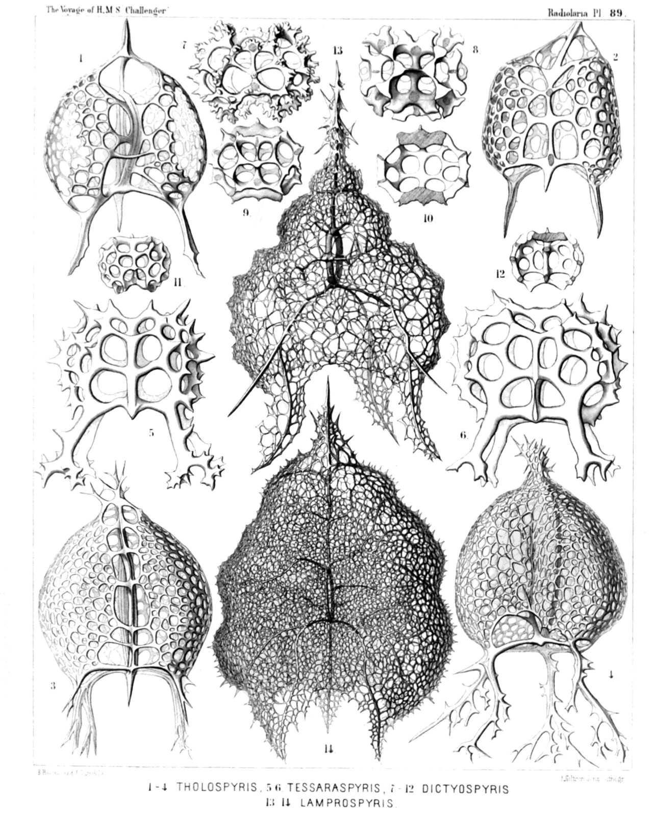 Plate 89.