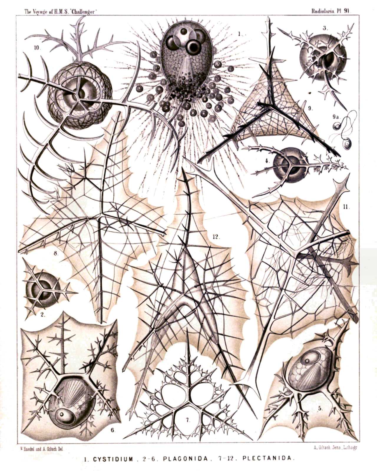 Plate 91.