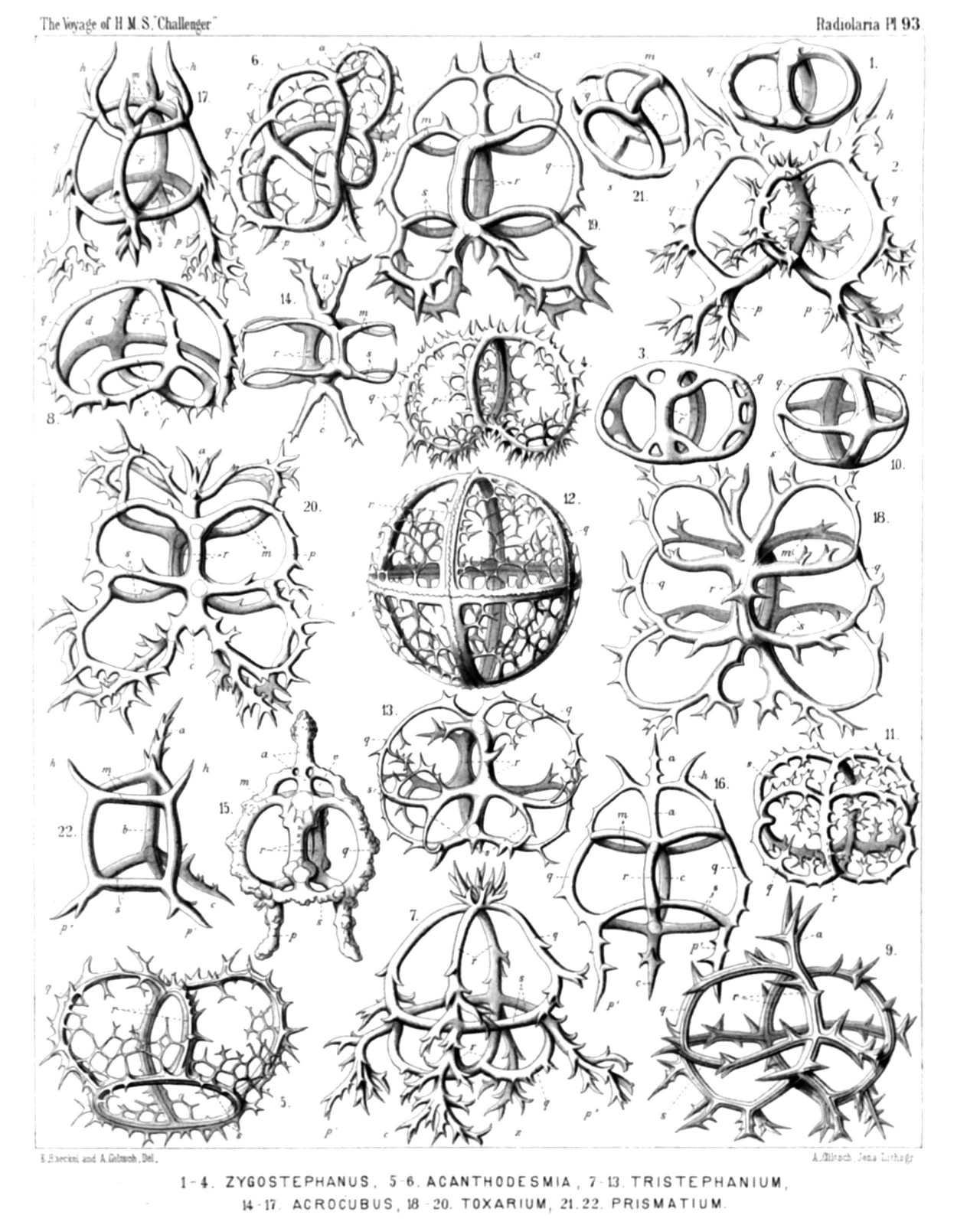 Plate 93.