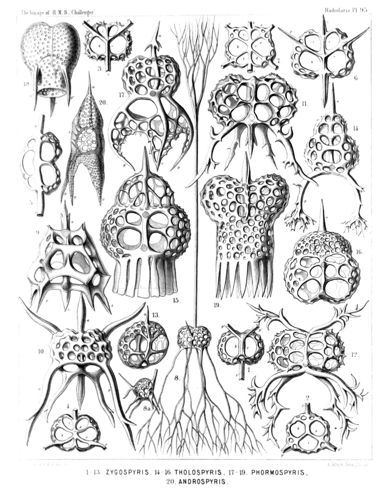 Plate 95.