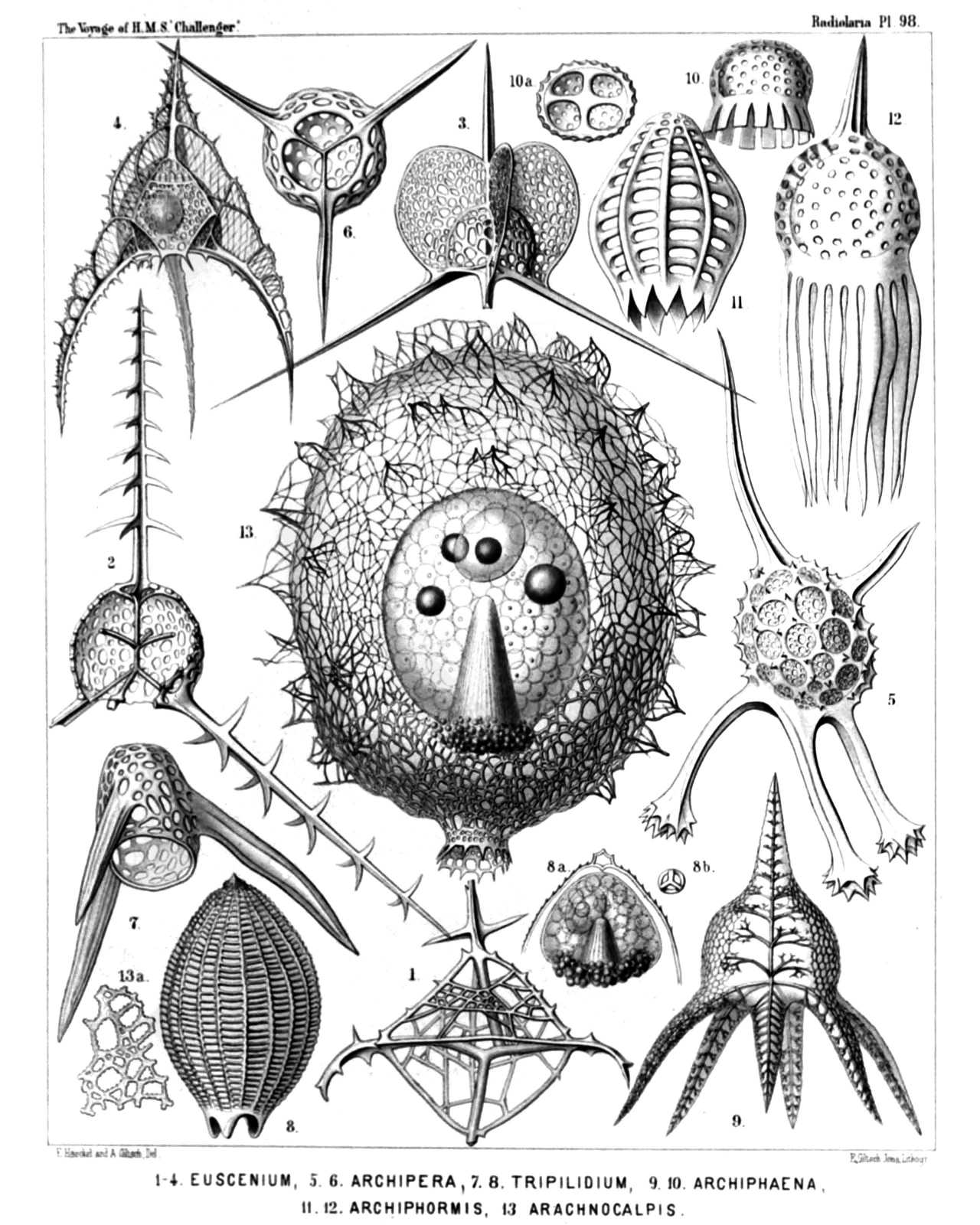 Plate 98.