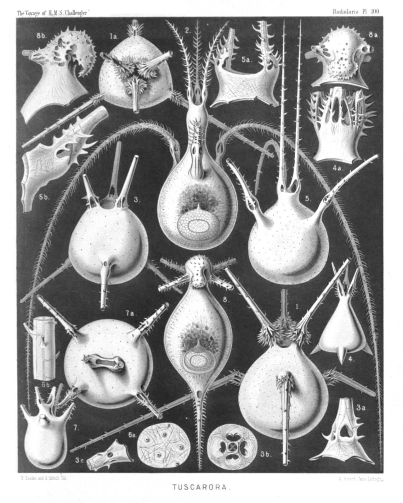 Plate 100.
