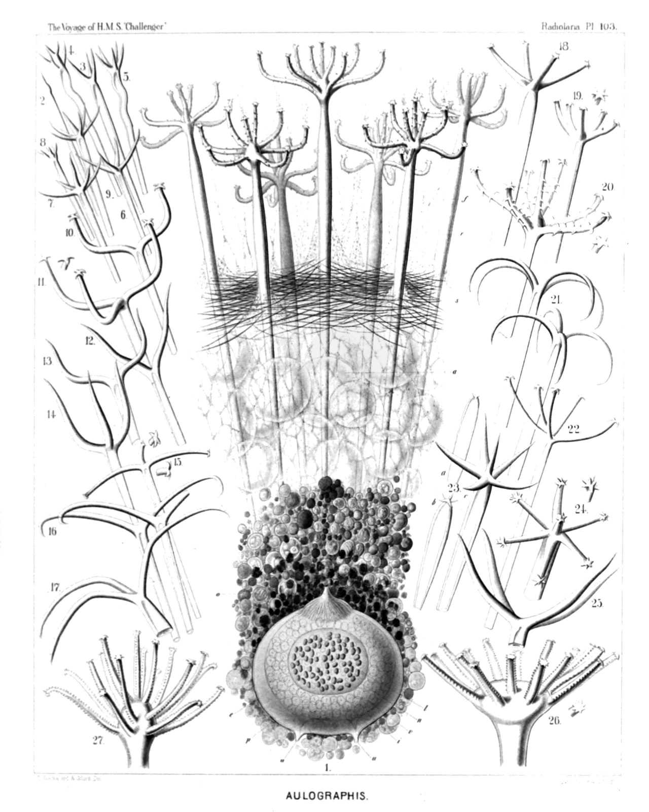 Plate 103.