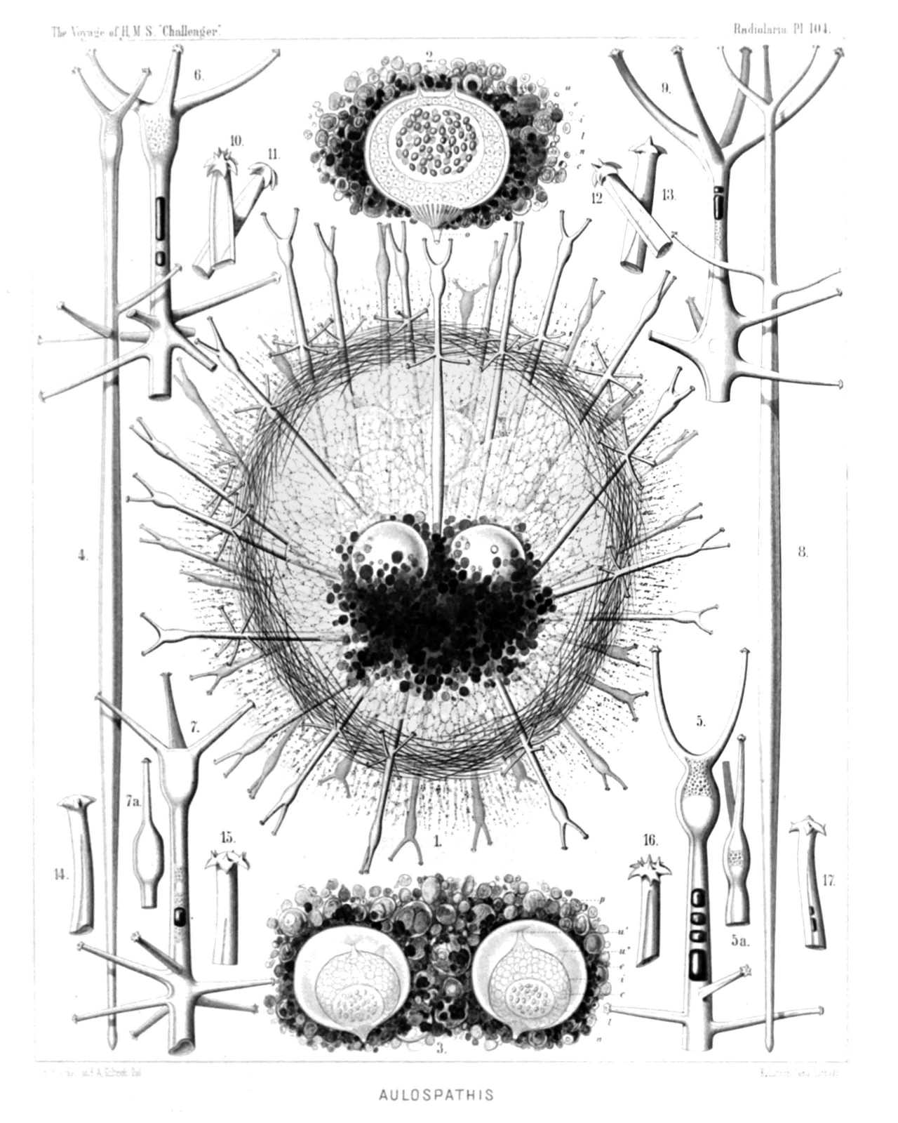 Plate 104.