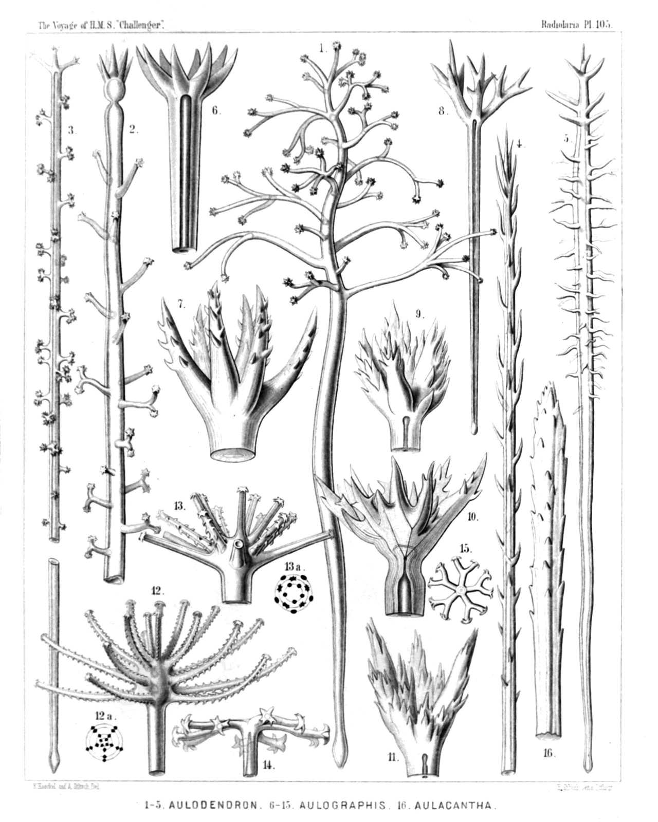 Plate 105.