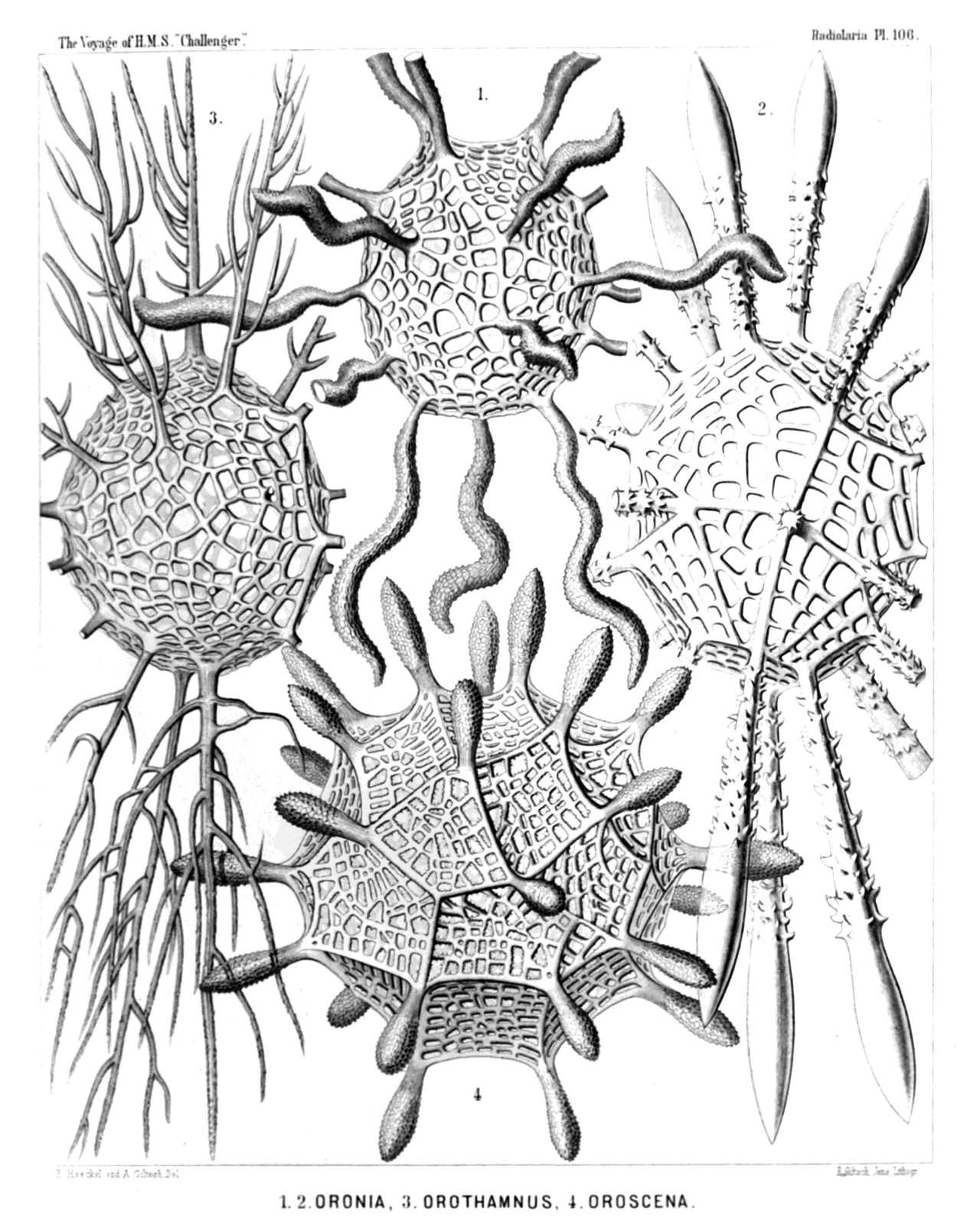 Plate 106.