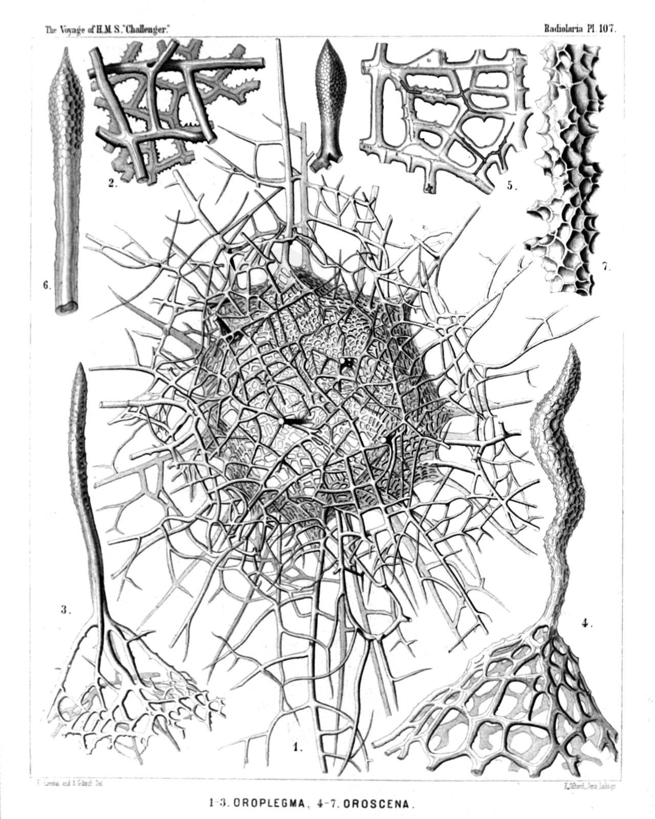 Plate 107.