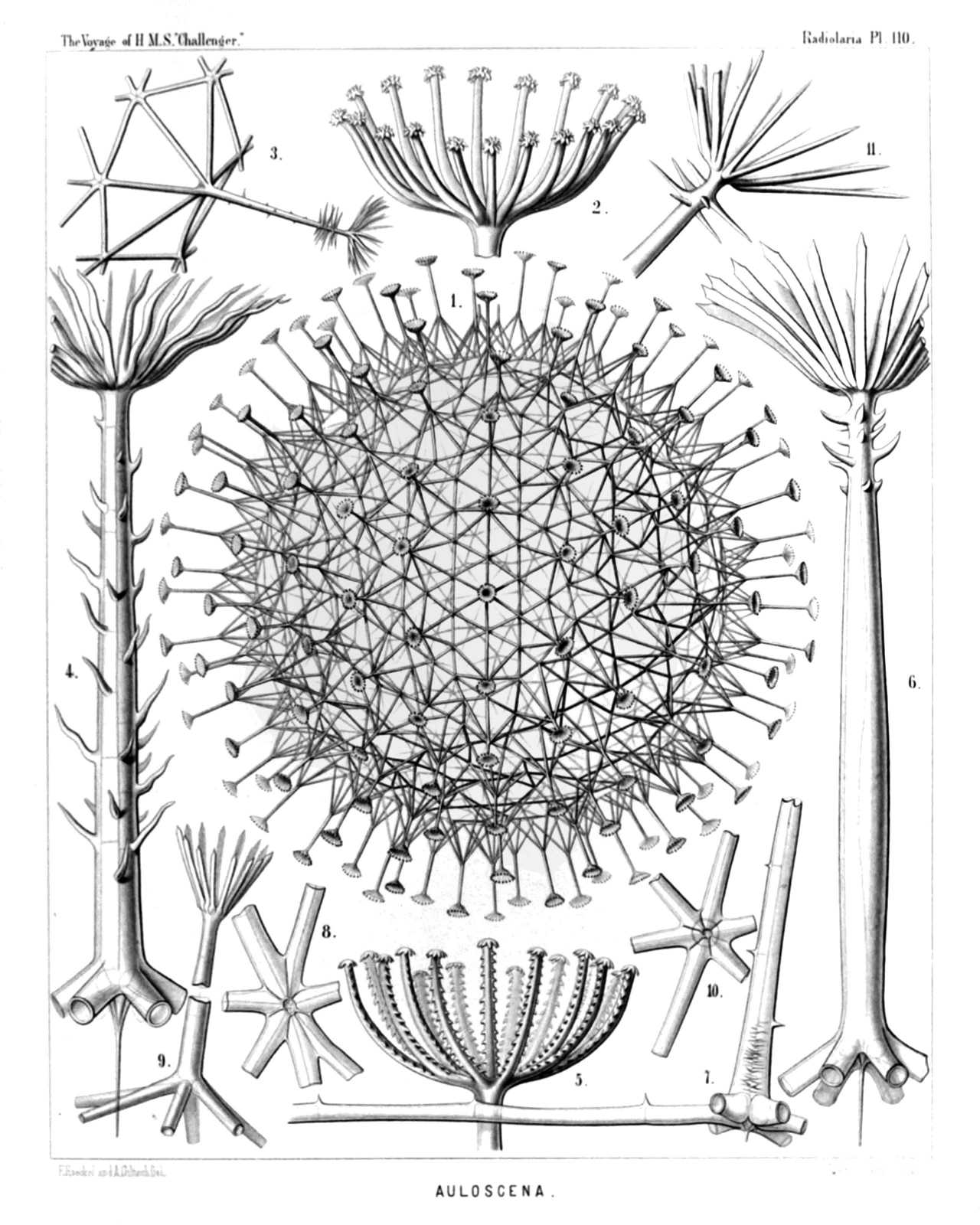 Plate 110.