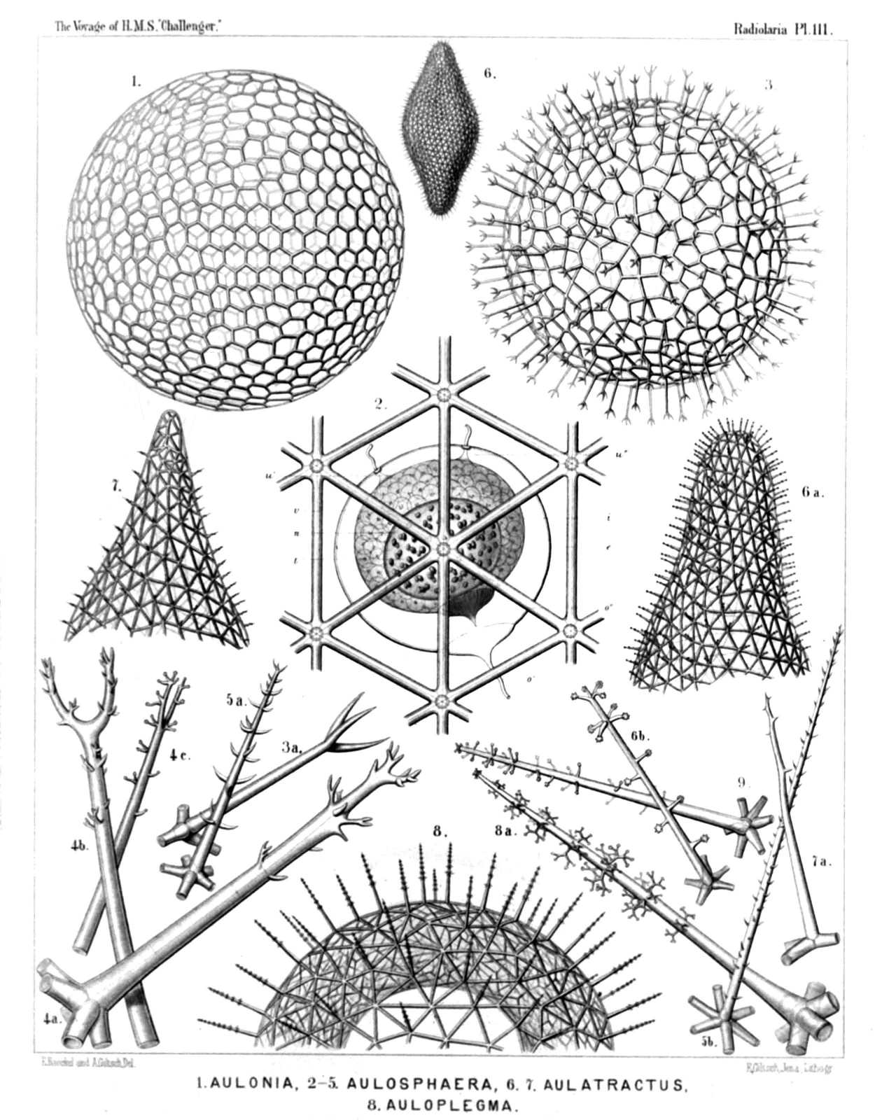 Plate 111.