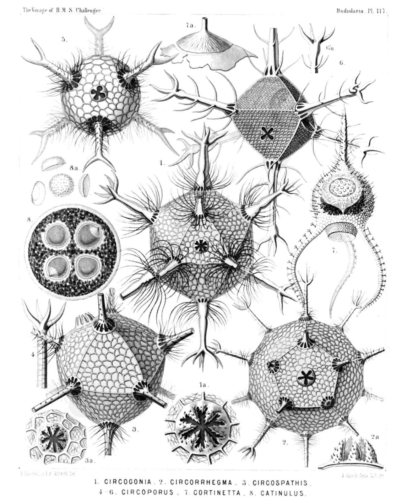 Plate 117.