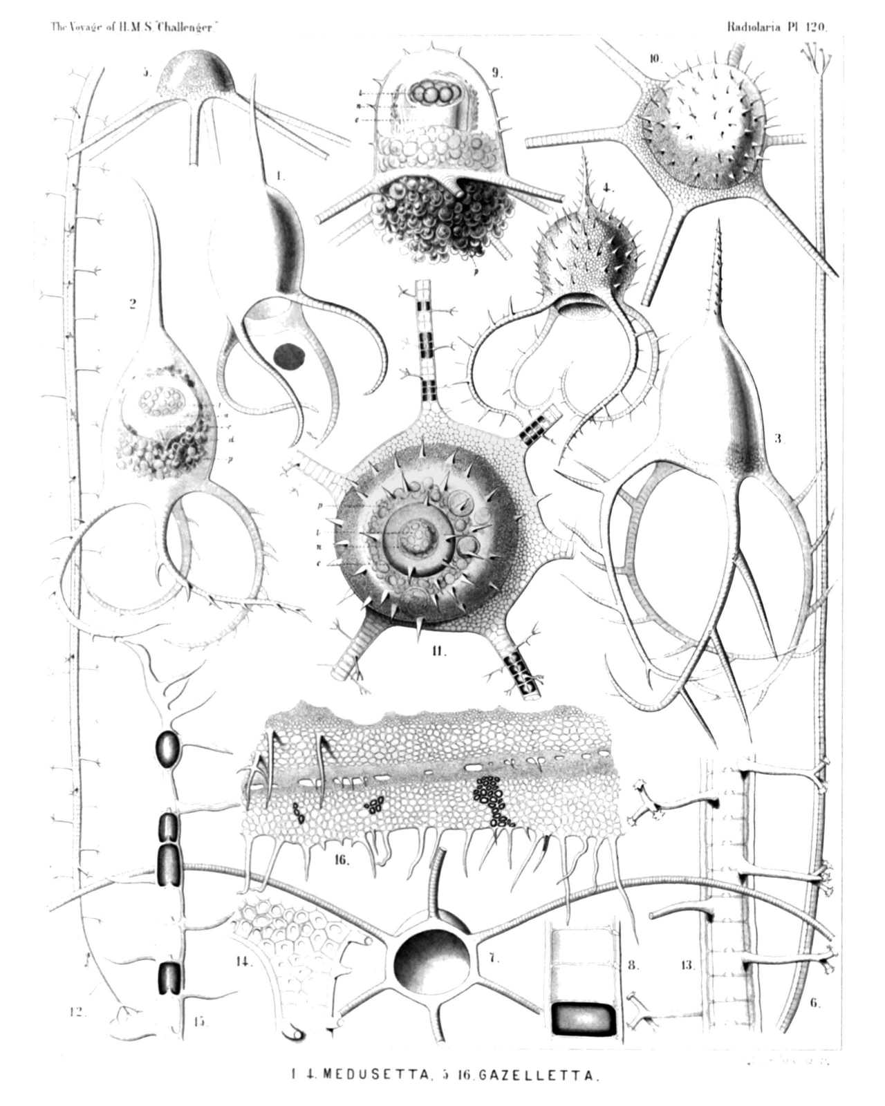 Plate 120.