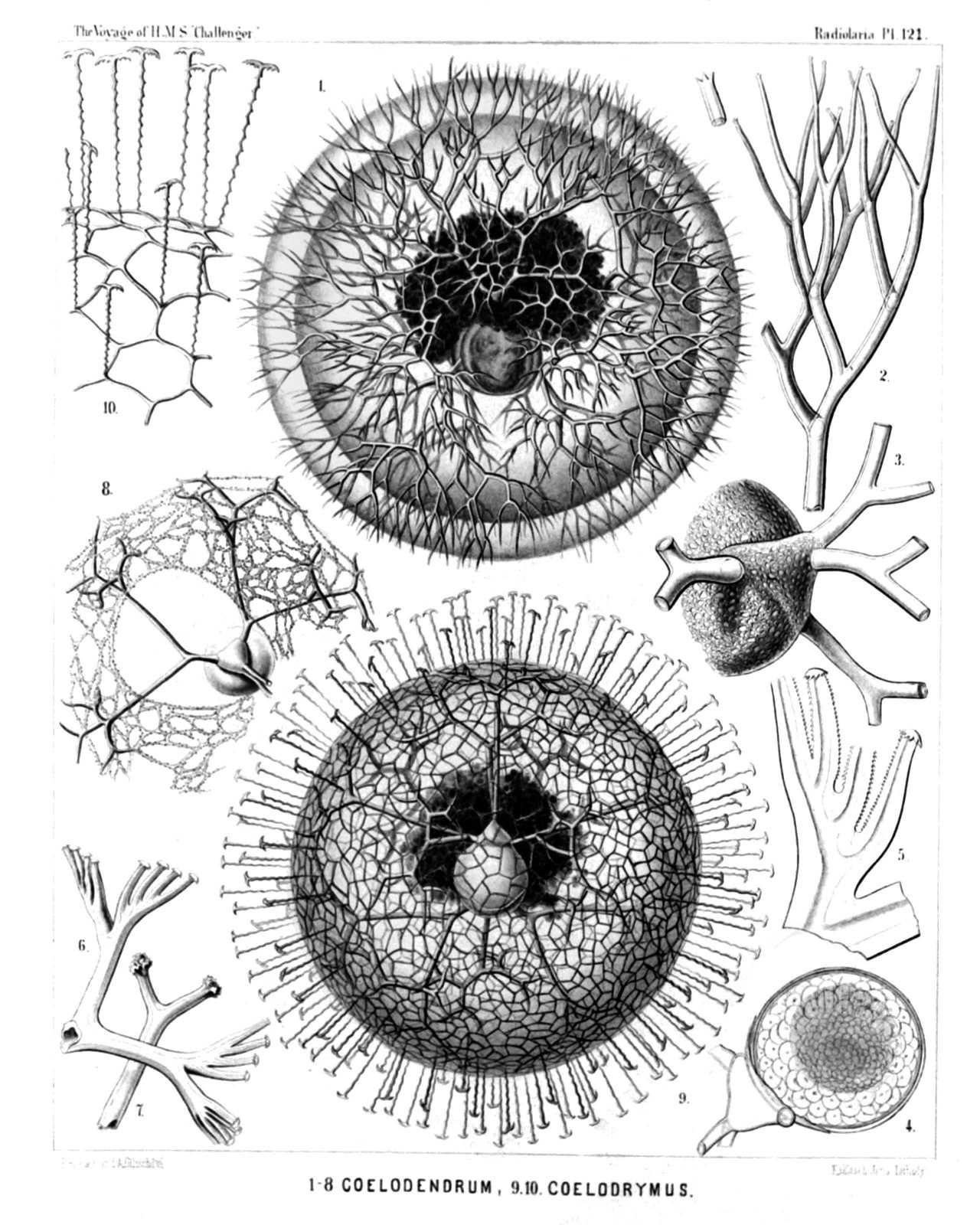 Plate 121.