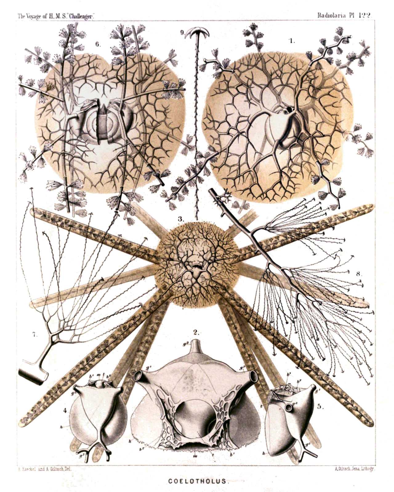 Plate 122.