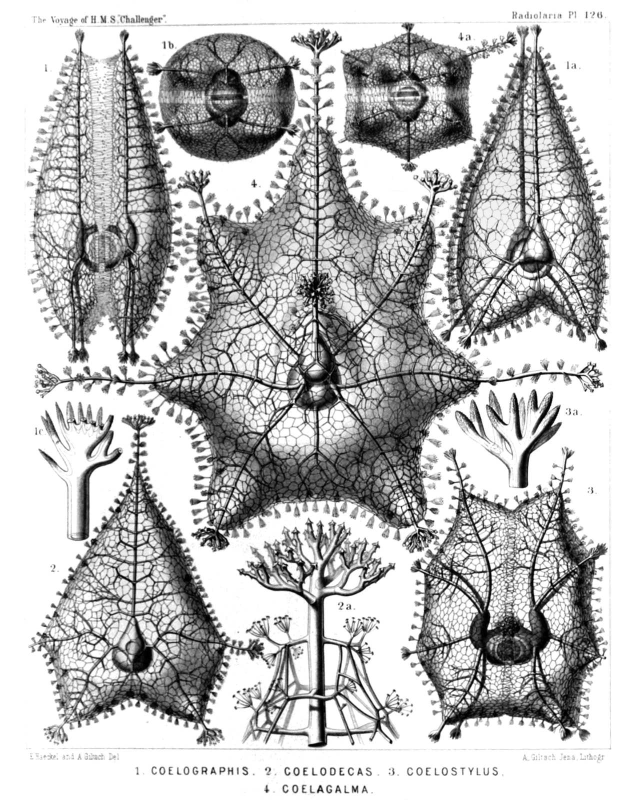 Plate 126.
