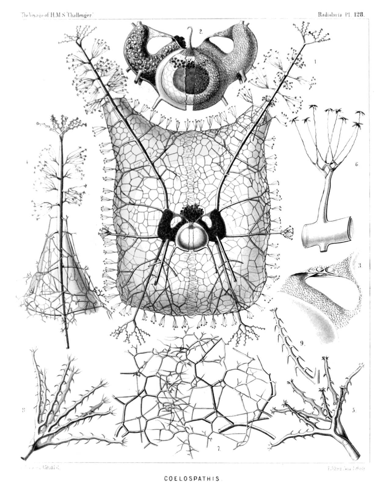 Plate 128.
