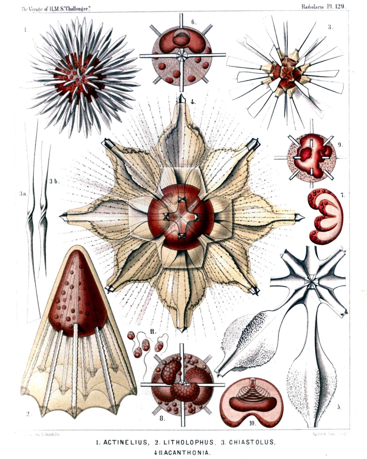 Plate 129.