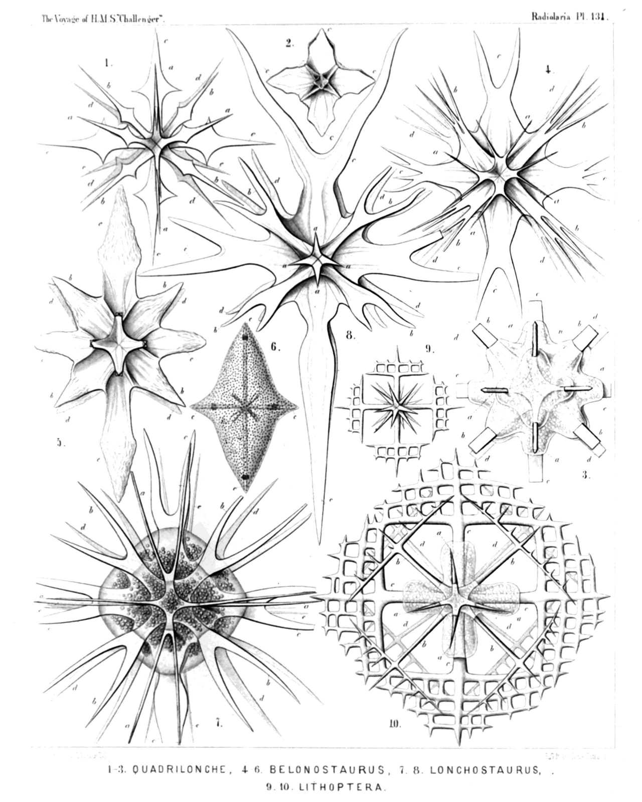 Plate 131.
