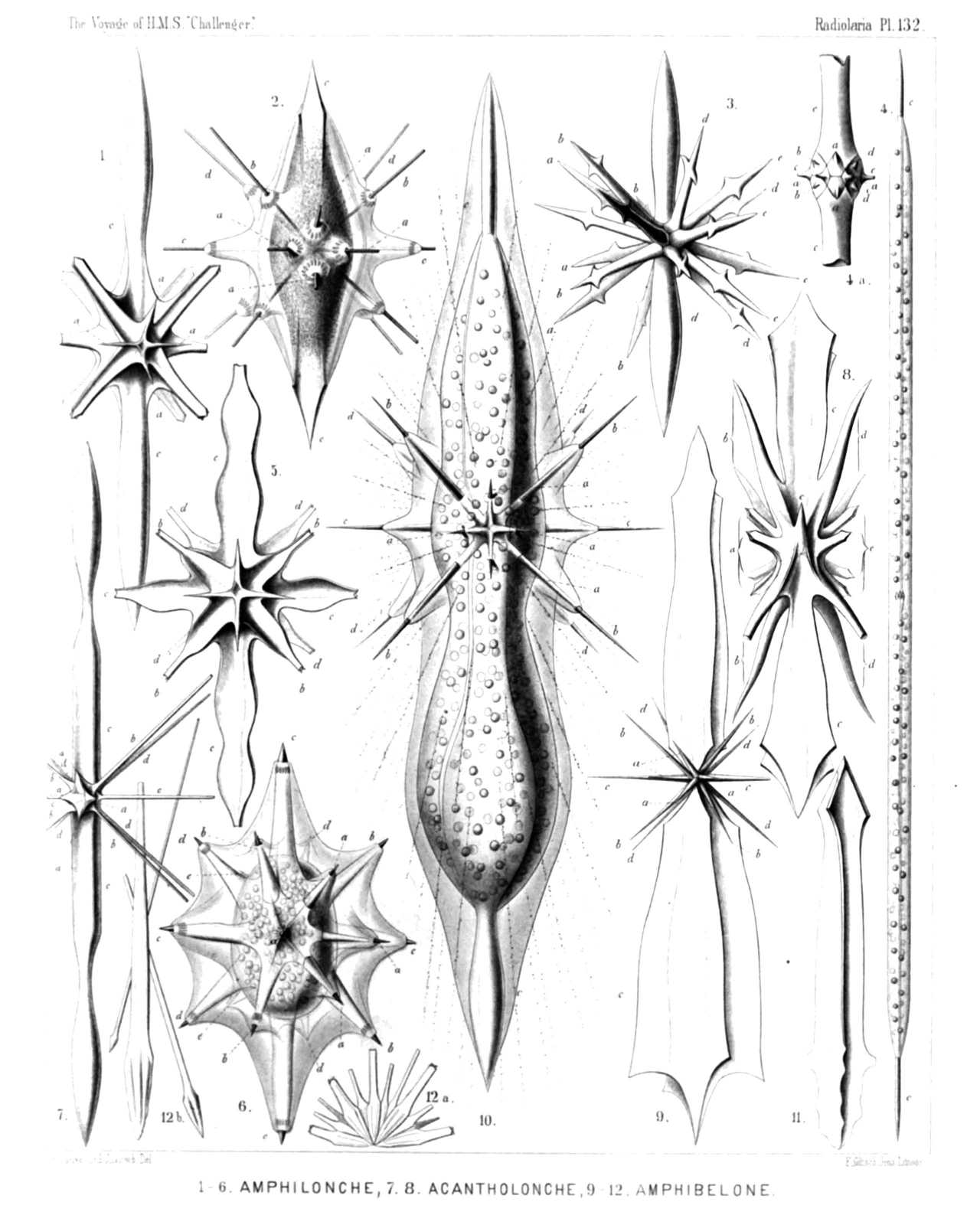 Plate 132.