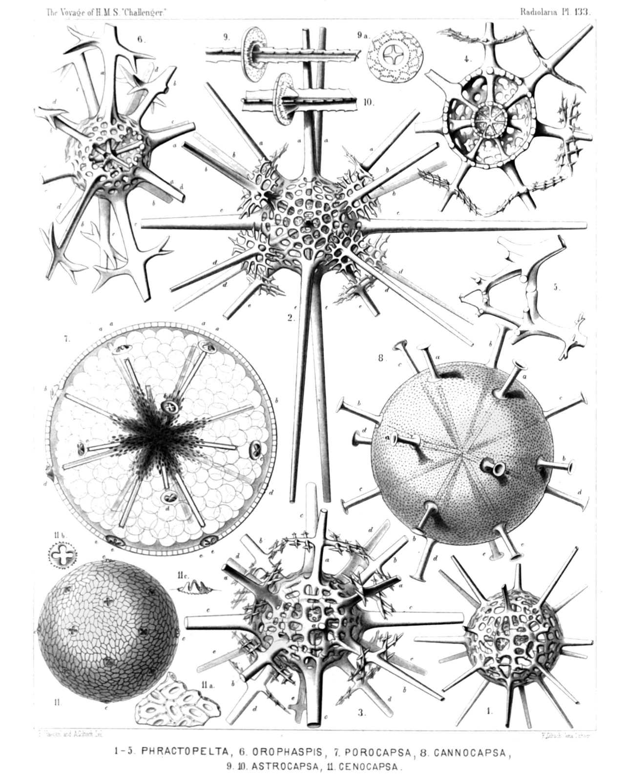 Plate 133.