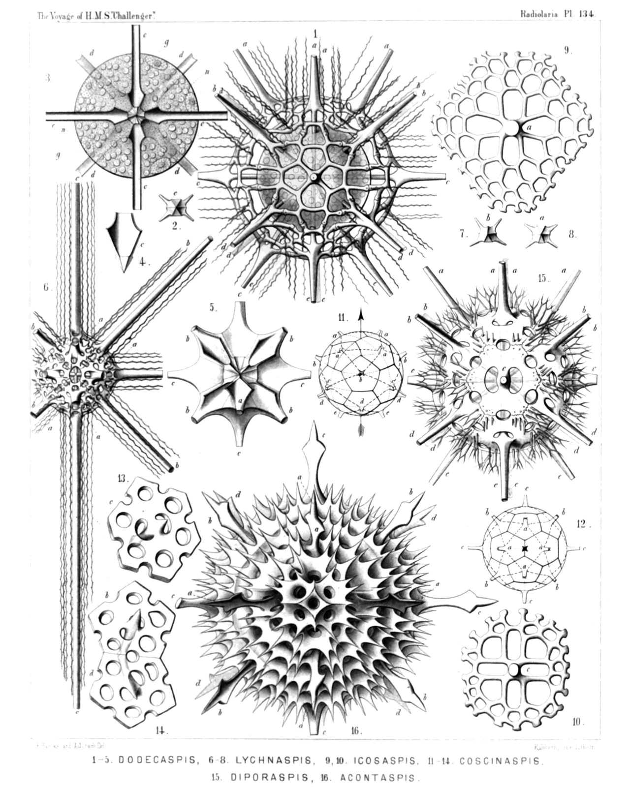 Plate 134.