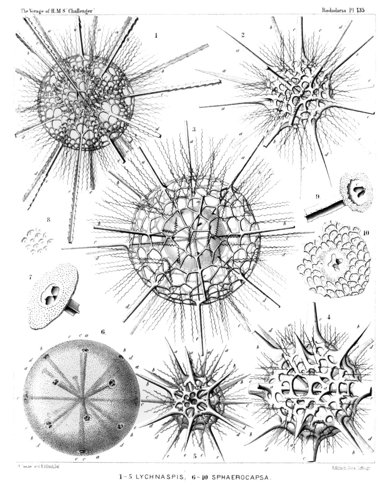 Plate 135.