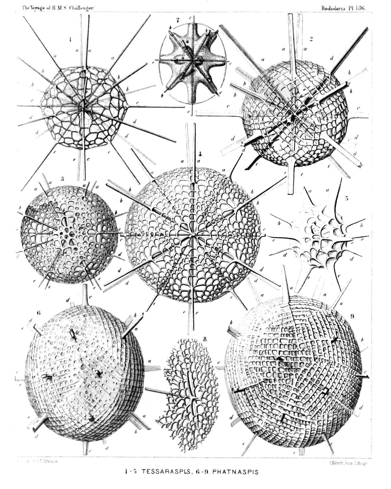 Plate 136.