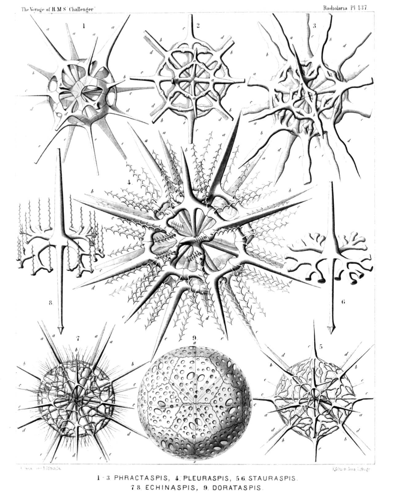 Plate 137.