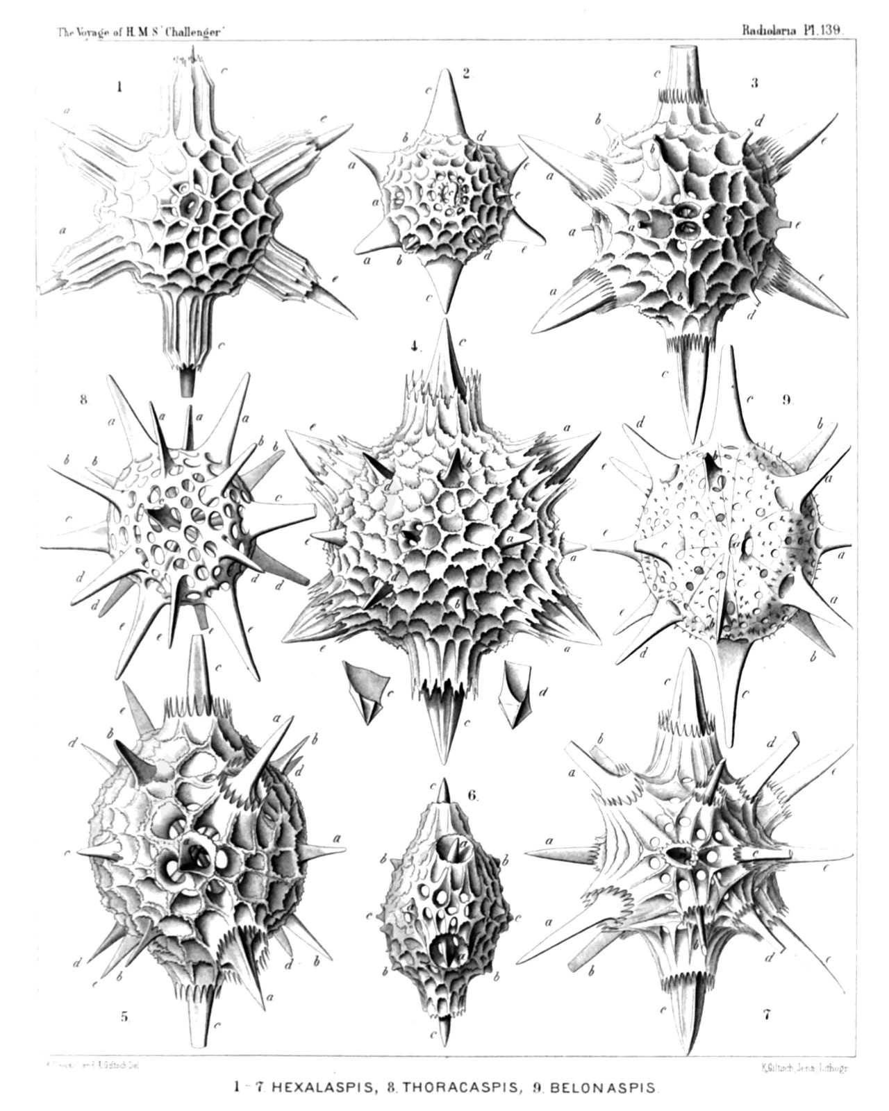 Plate 139.