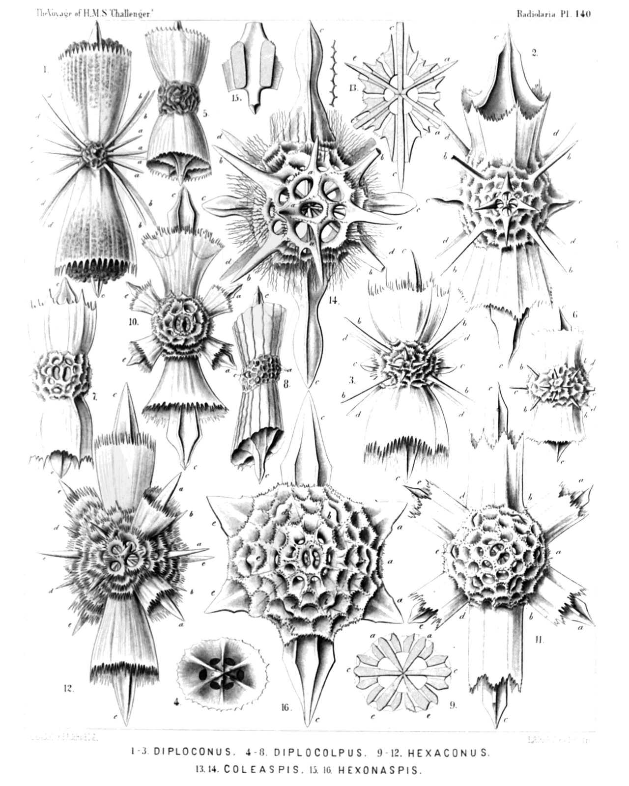 Plate 140.