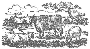Picture of cattle in field