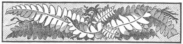 Decorative picture of ferns