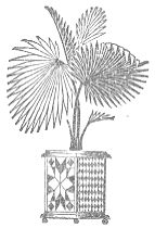 Decorative picture of fern