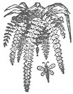 Picture of plant